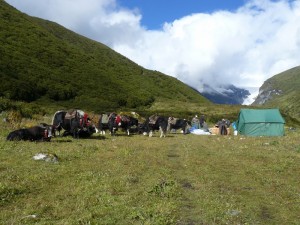 Bhutan Trekking Gangkhar Puensum (19) (800x600)